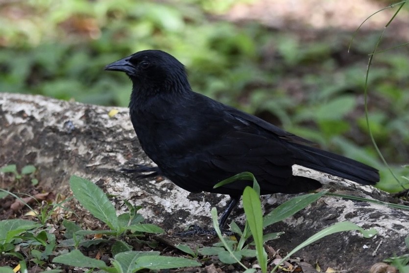 Chopi Blackbird - Mario Campagnoli