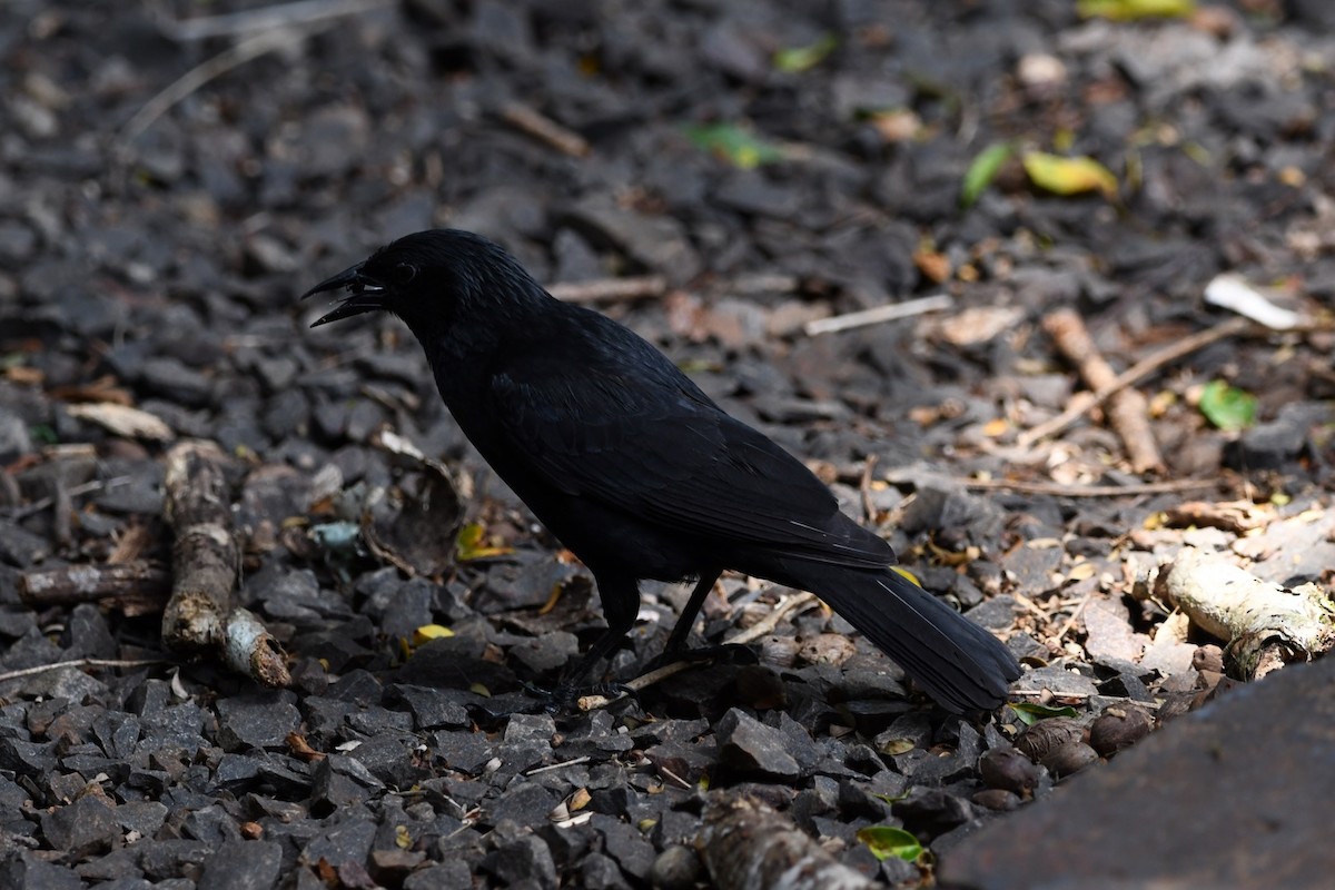 Chopi Blackbird - Mario Campagnoli