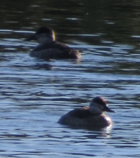 Ruddy Duck - ML612500525