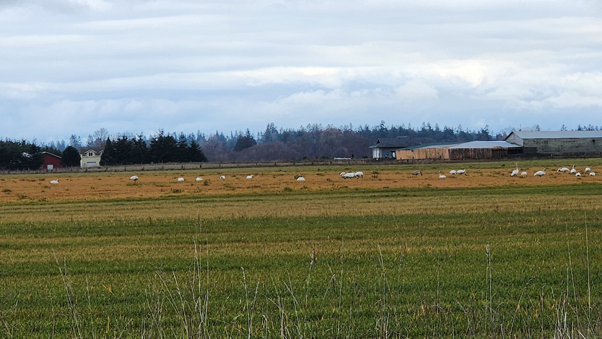 Trumpeter Swan - ML612500573