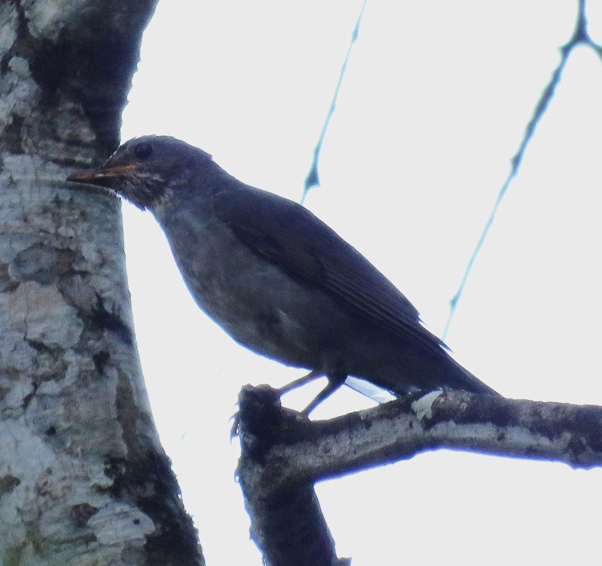 Blacksmith Thrush - Letícia Matheus Baccarin