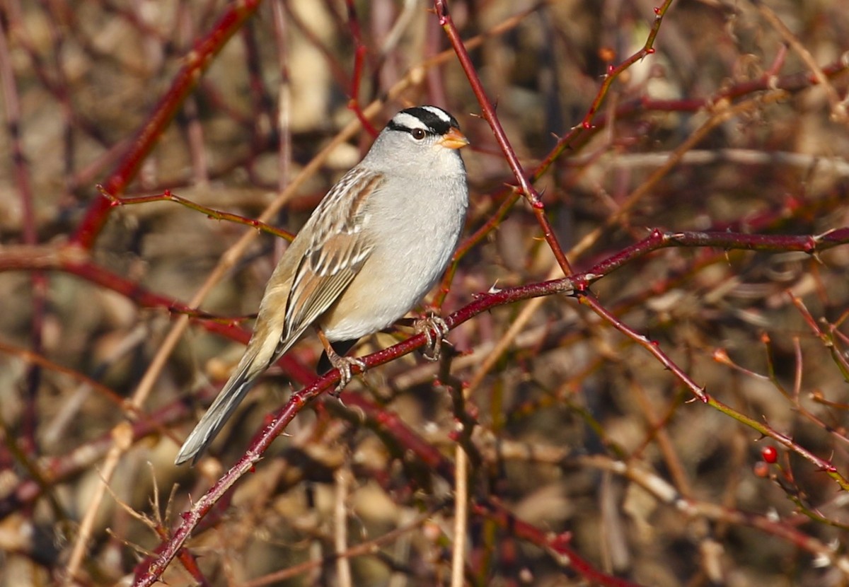 Bruant à couronne blanche - ML612500655