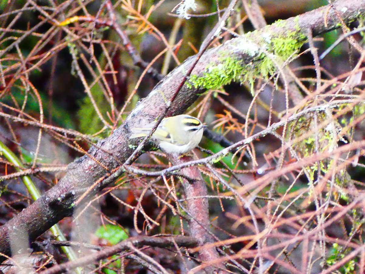 Golden-crowned Kinglet - ML612500686