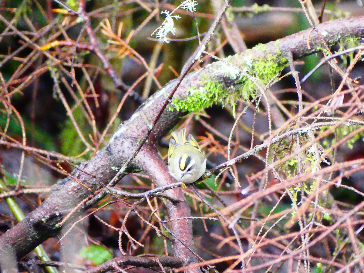 Roitelet à couronne dorée - ML612500687