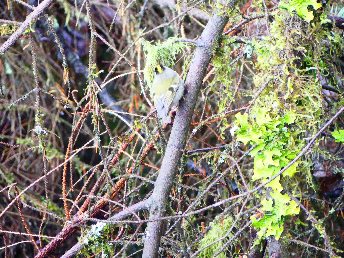 Roitelet à couronne dorée - ML612500688