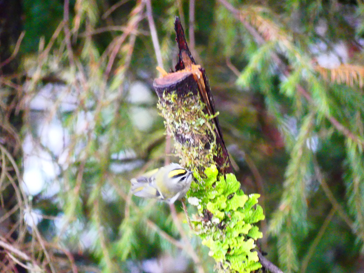 Roitelet à couronne dorée - ML612500689