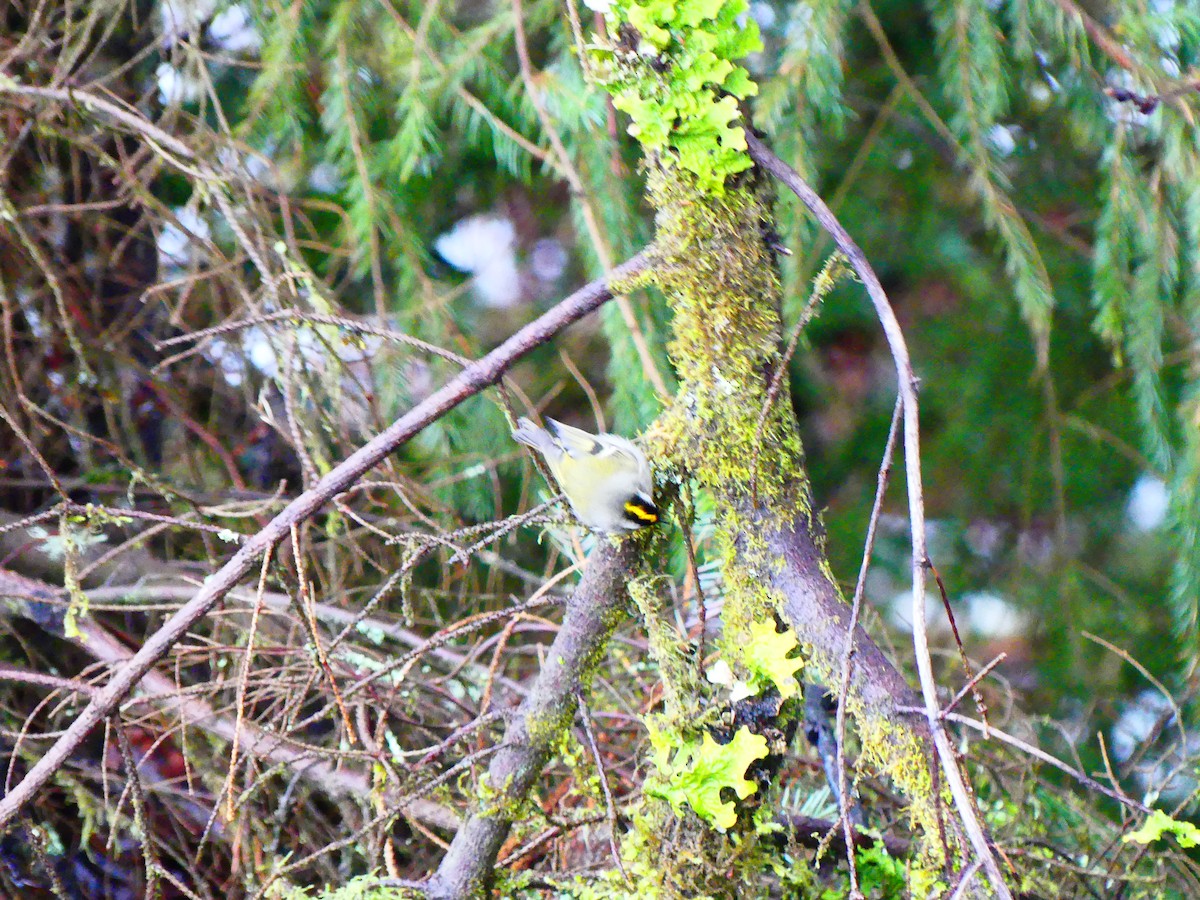 Roitelet à couronne dorée - ML612500691