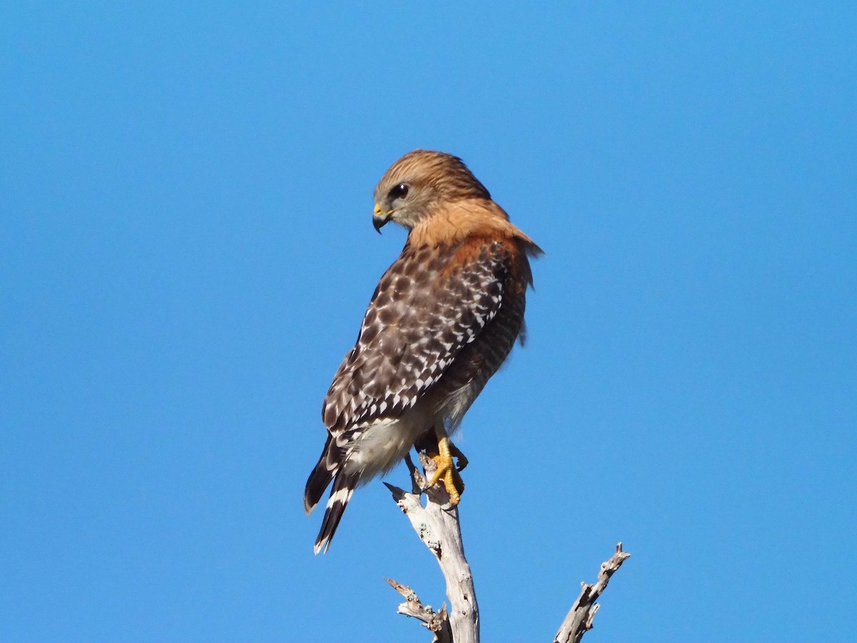 Red-shouldered Hawk - ML612501011