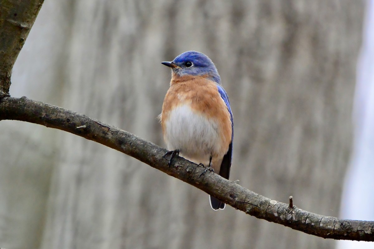 Eastern Bluebird - ML612501051