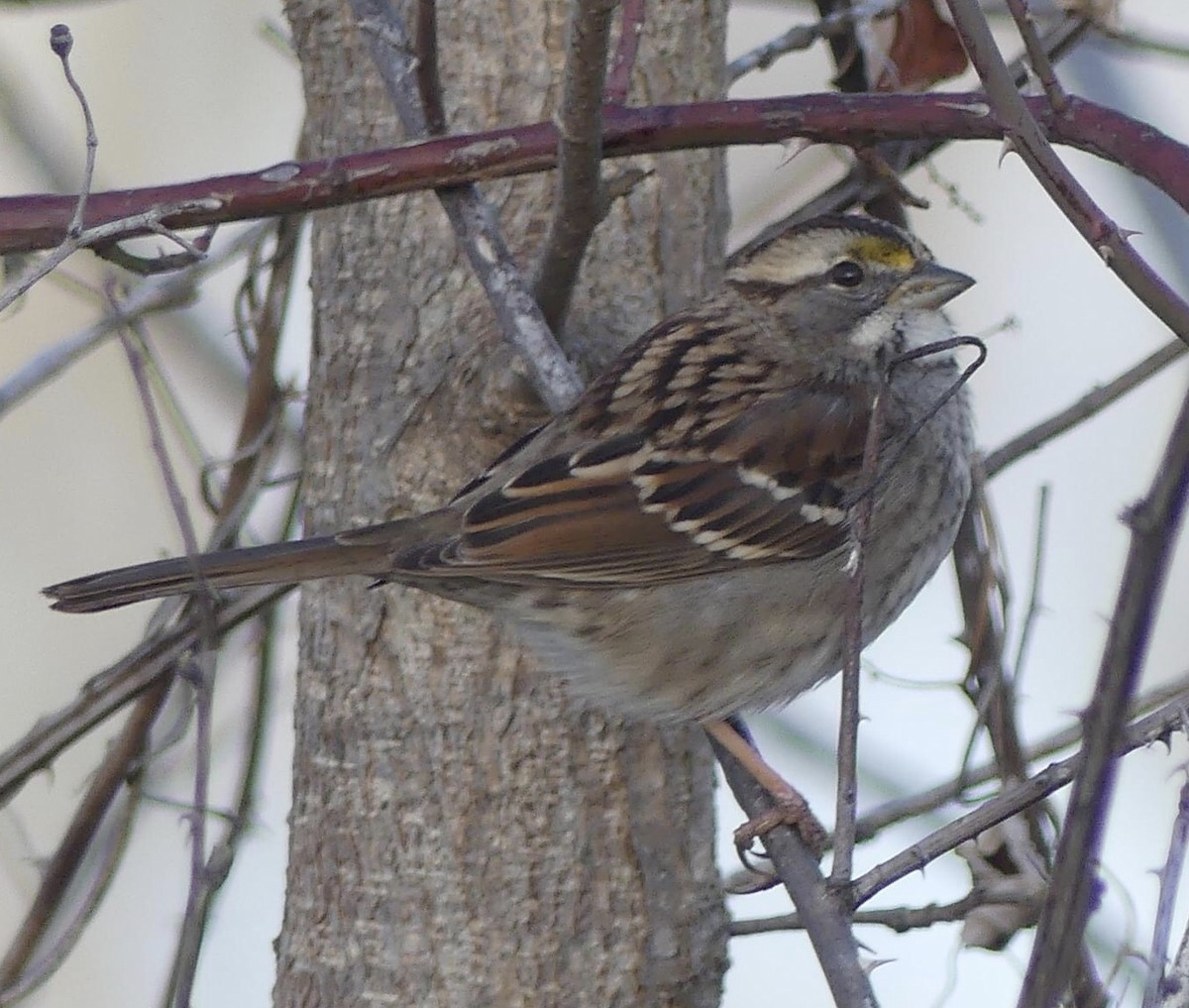 White-throated Sparrow - Sandra Spence