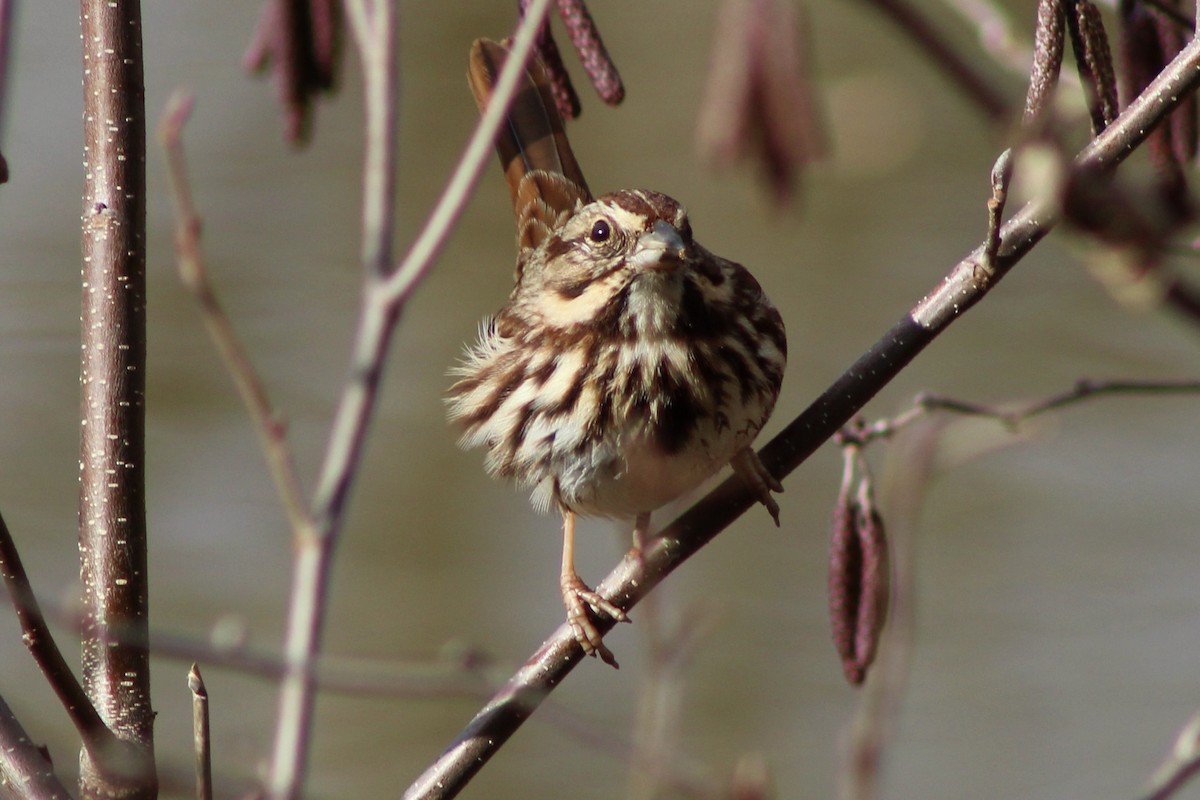 Song Sparrow - ML612501087