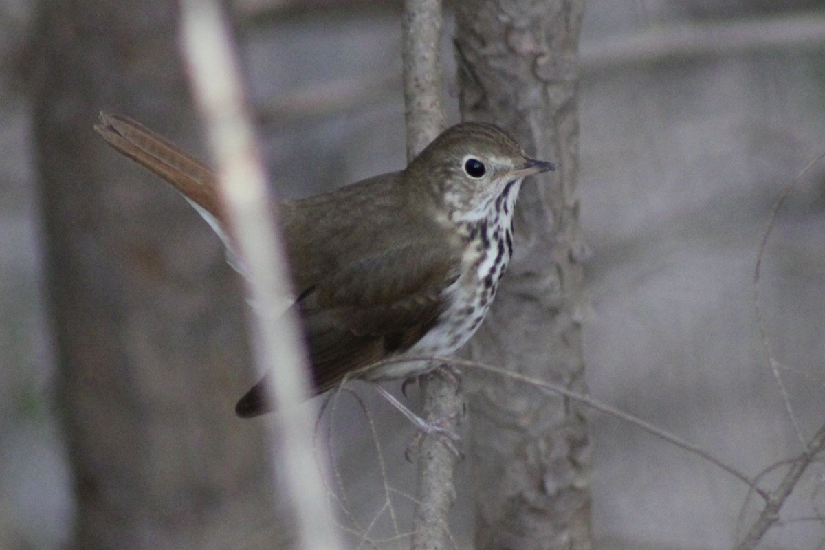 Hermit Thrush - ML612501128