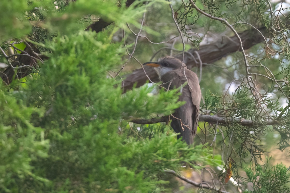 Yellow-billed Cuckoo - ML612501158