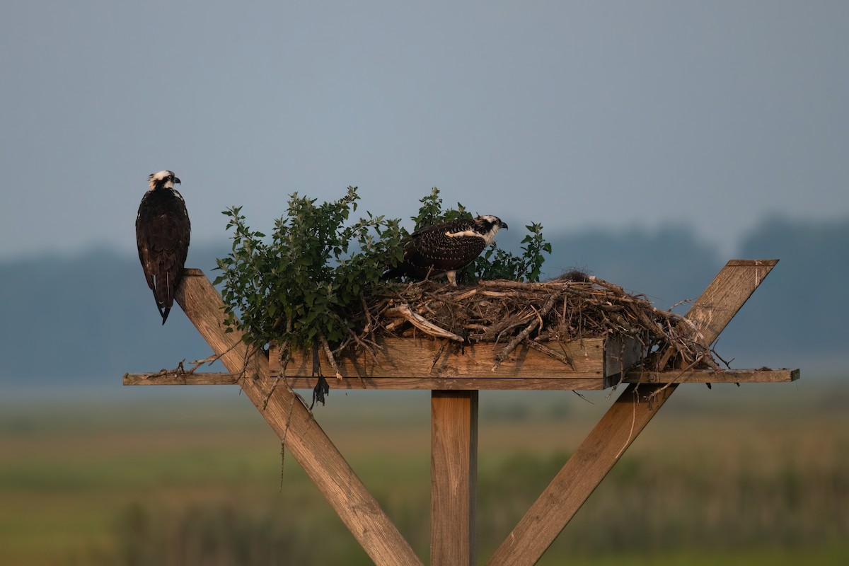 Osprey - ML612501168