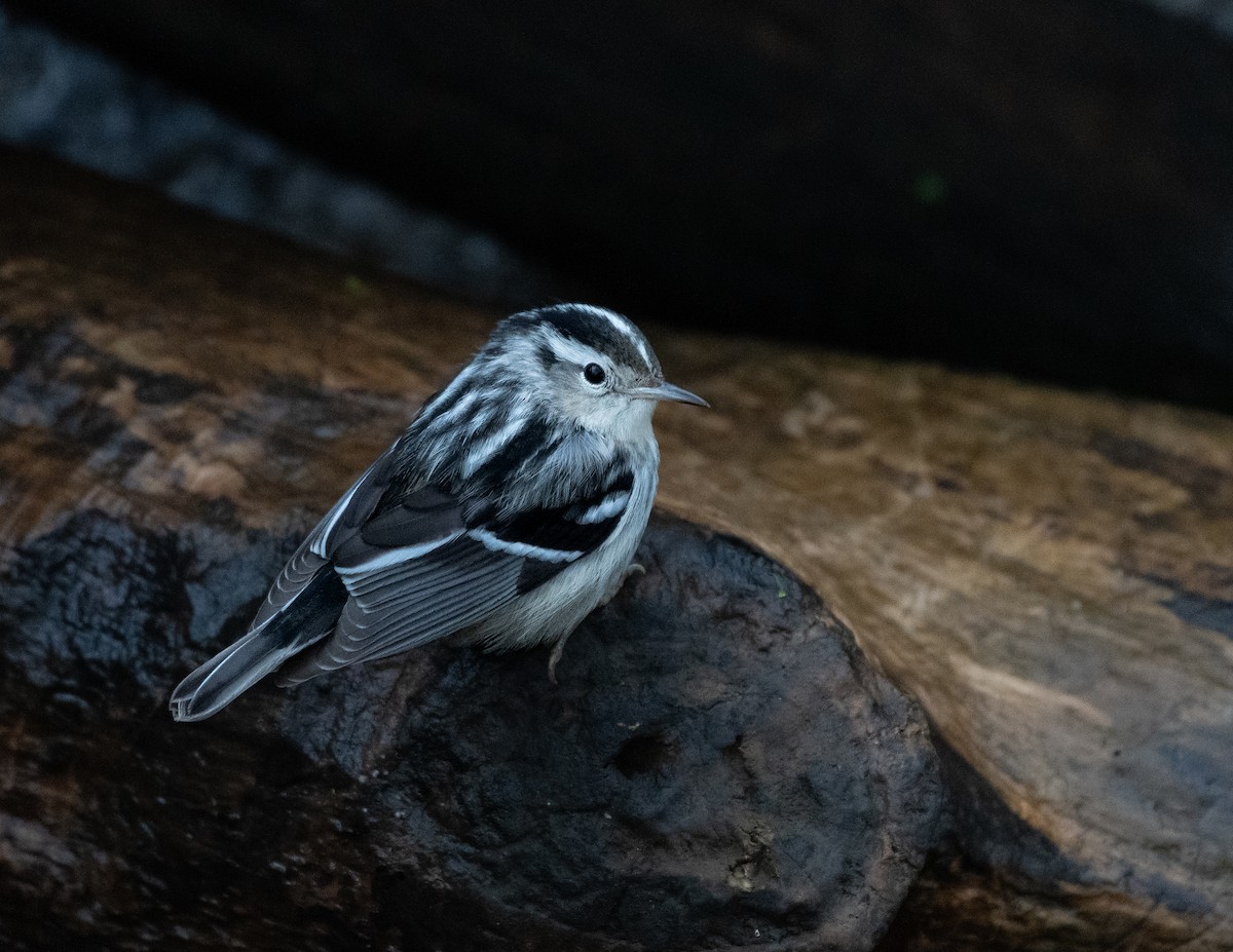 Black-and-white Warbler - tara lemezis