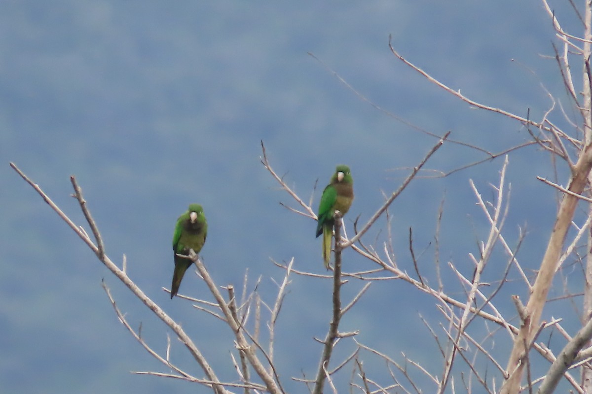 Olive-throated Parakeet - ML612501282