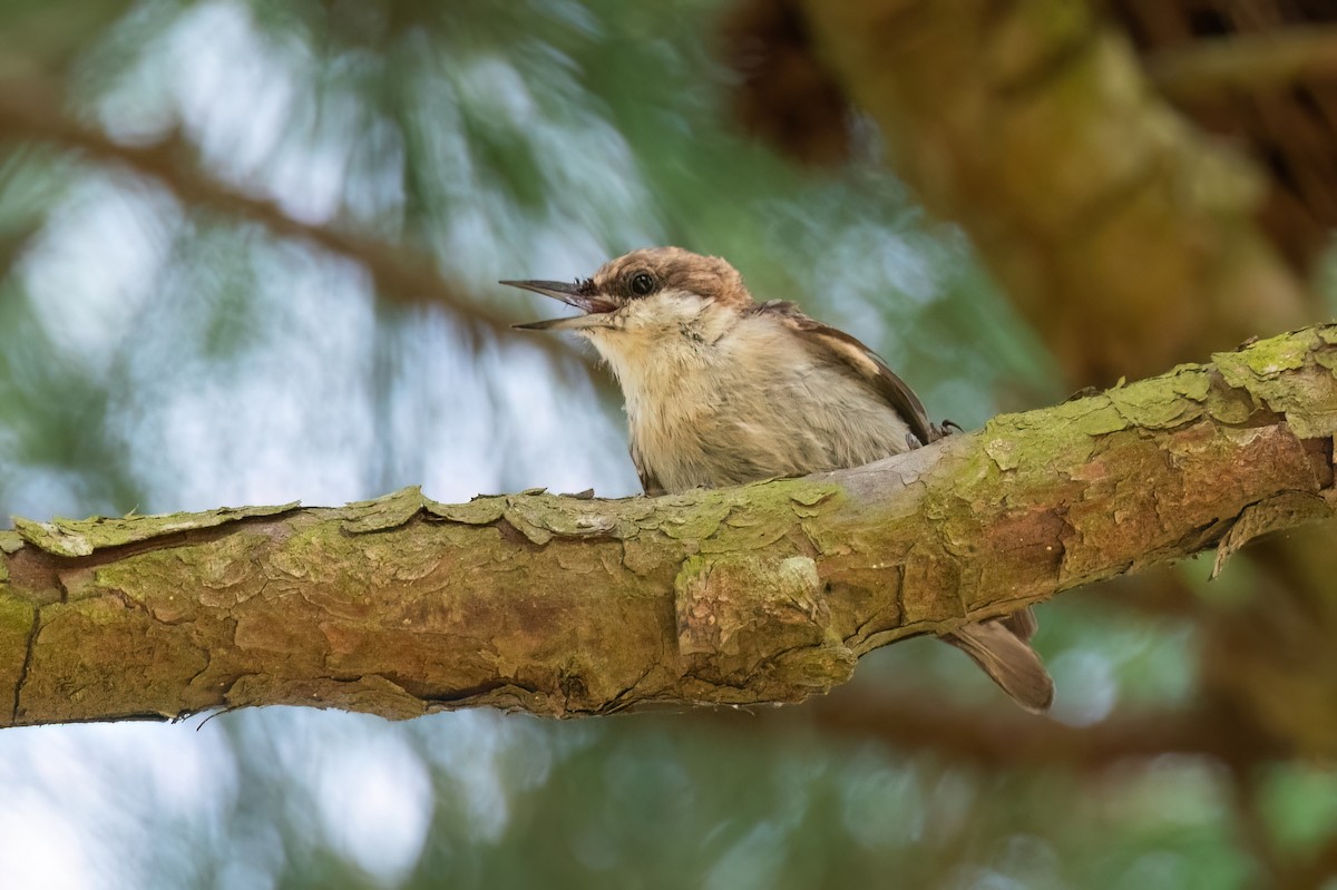 Brown-headed Nuthatch - ML612501288