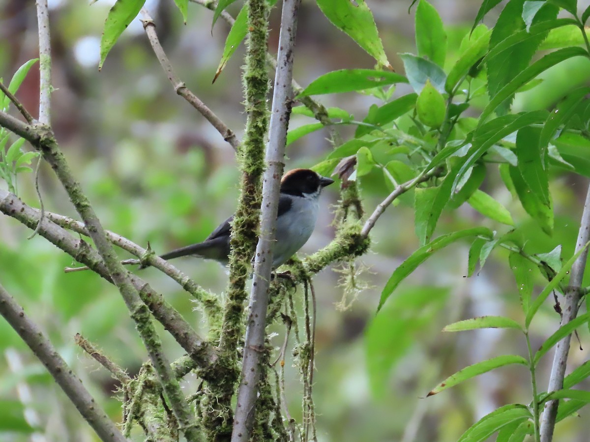 White-winged Brushfinch (White-winged) - Kathy Carroll