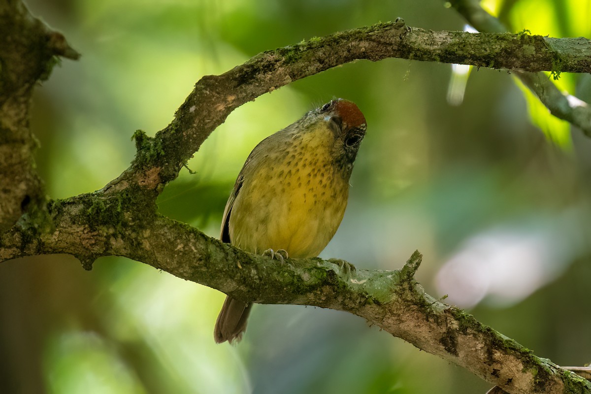 Spot-breasted Antvireo - Tony Ducks