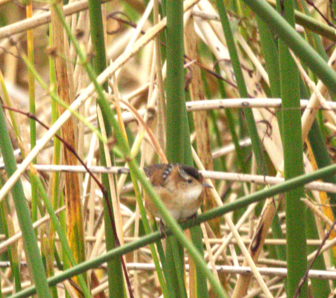 Marsh Wren - ML612501325