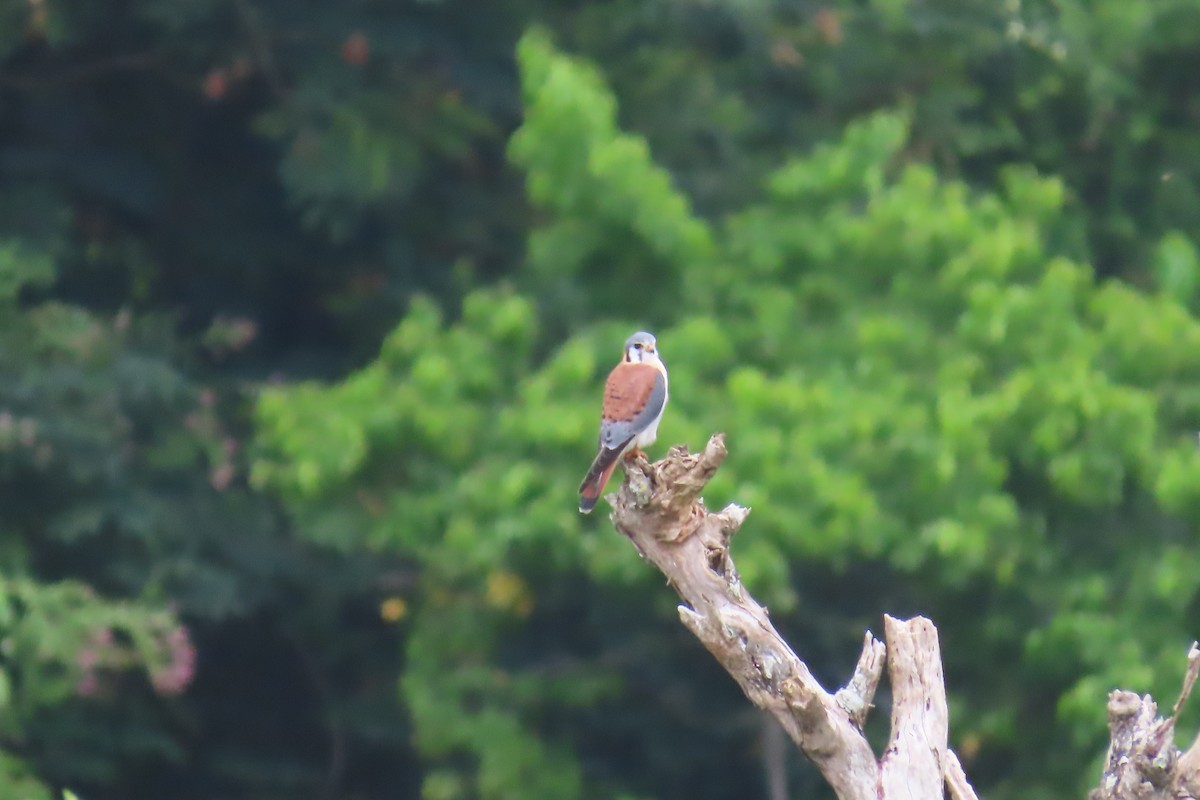 American Kestrel - ML612501337