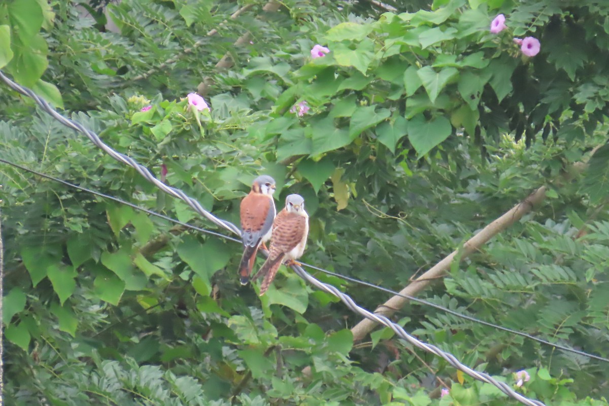 American Kestrel - ML612501344