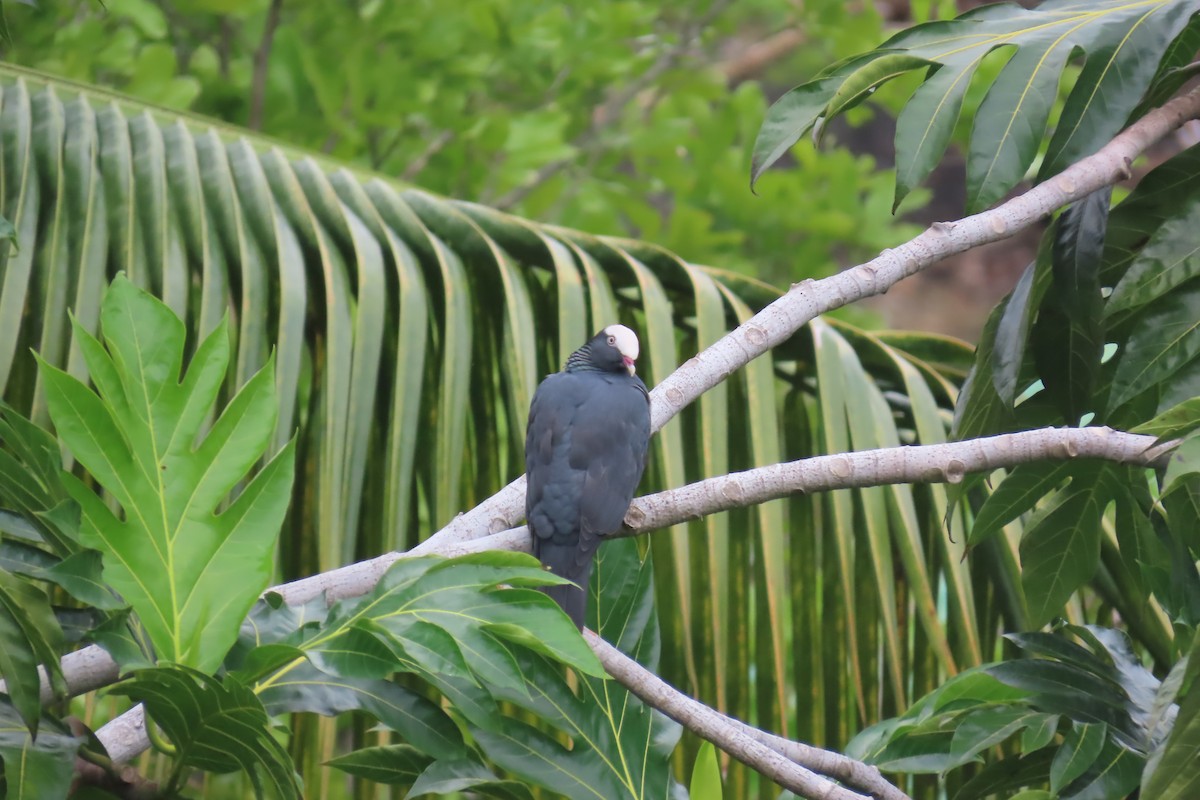 White-crowned Pigeon - ML612501386