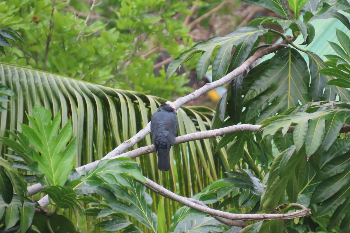 White-crowned Pigeon - ML612501392
