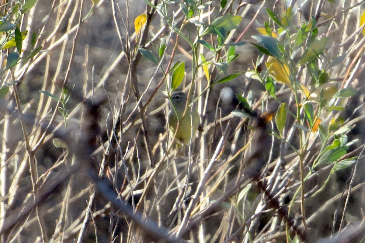 Orange-crowned Warbler (Gray-headed) - ML612501416