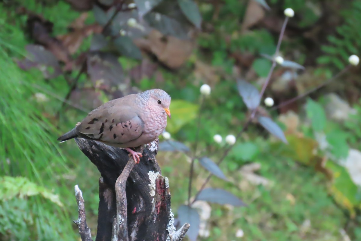 Common Ground Dove - ML612501480