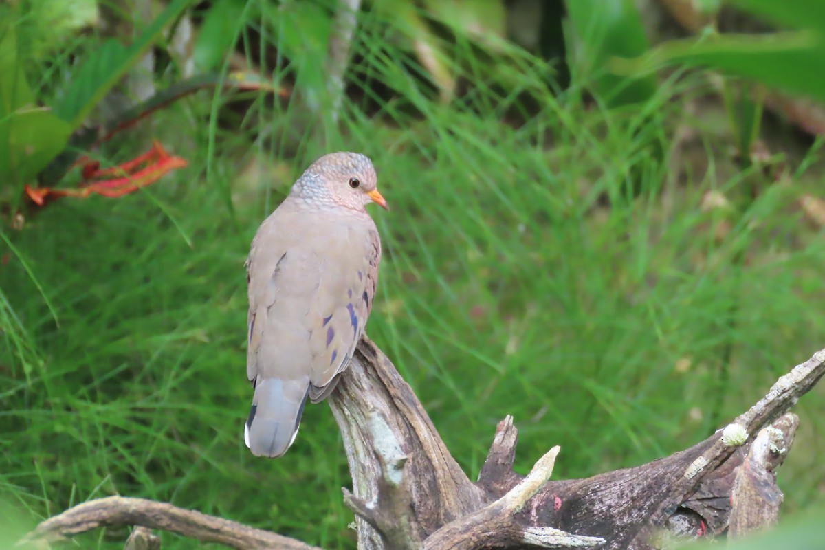 Common Ground Dove - ML612501485
