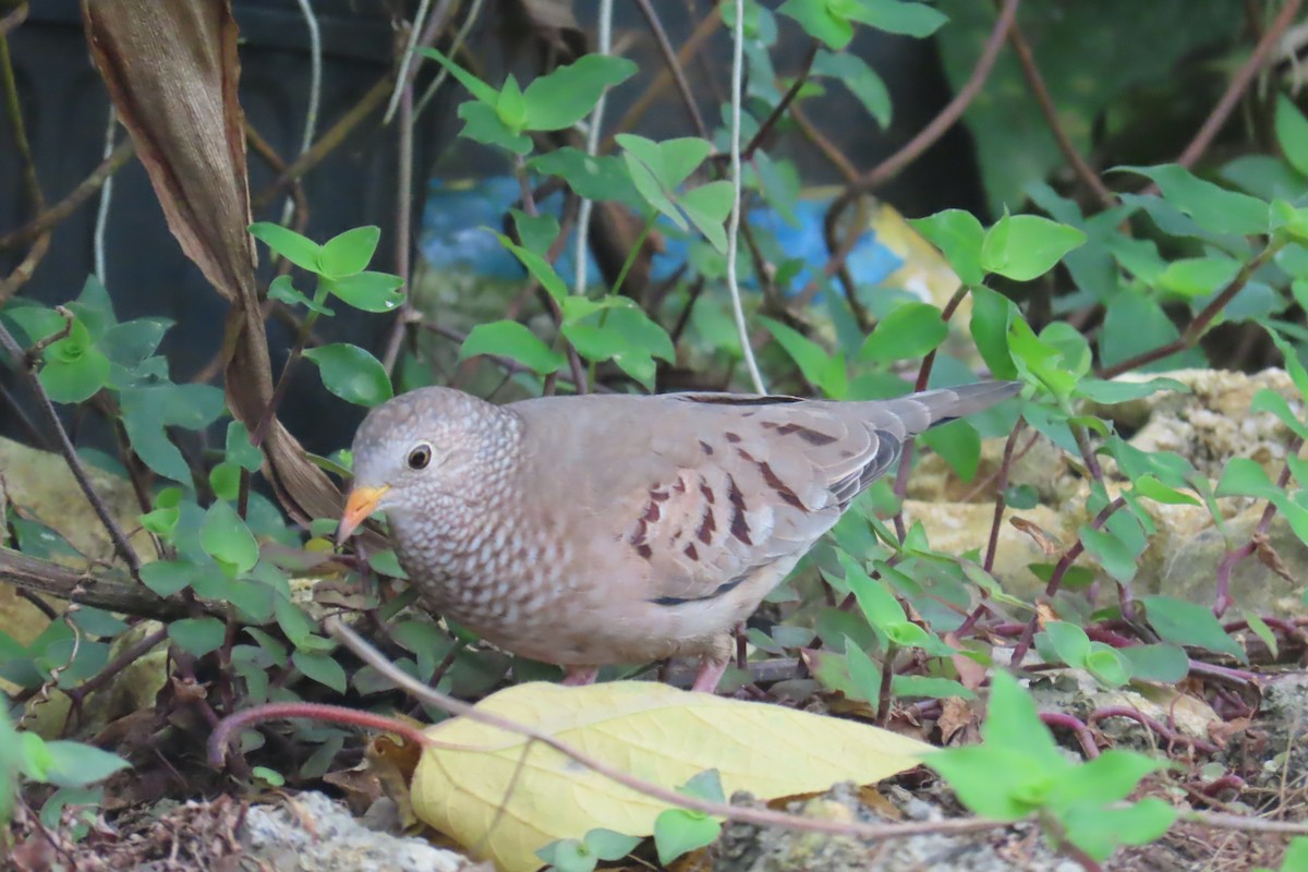 Common Ground Dove - ML612501497