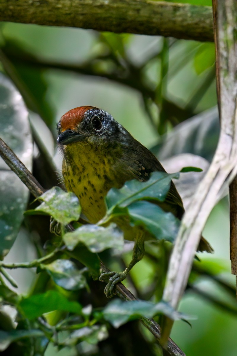 Spot-breasted Antvireo - Tony Ducks