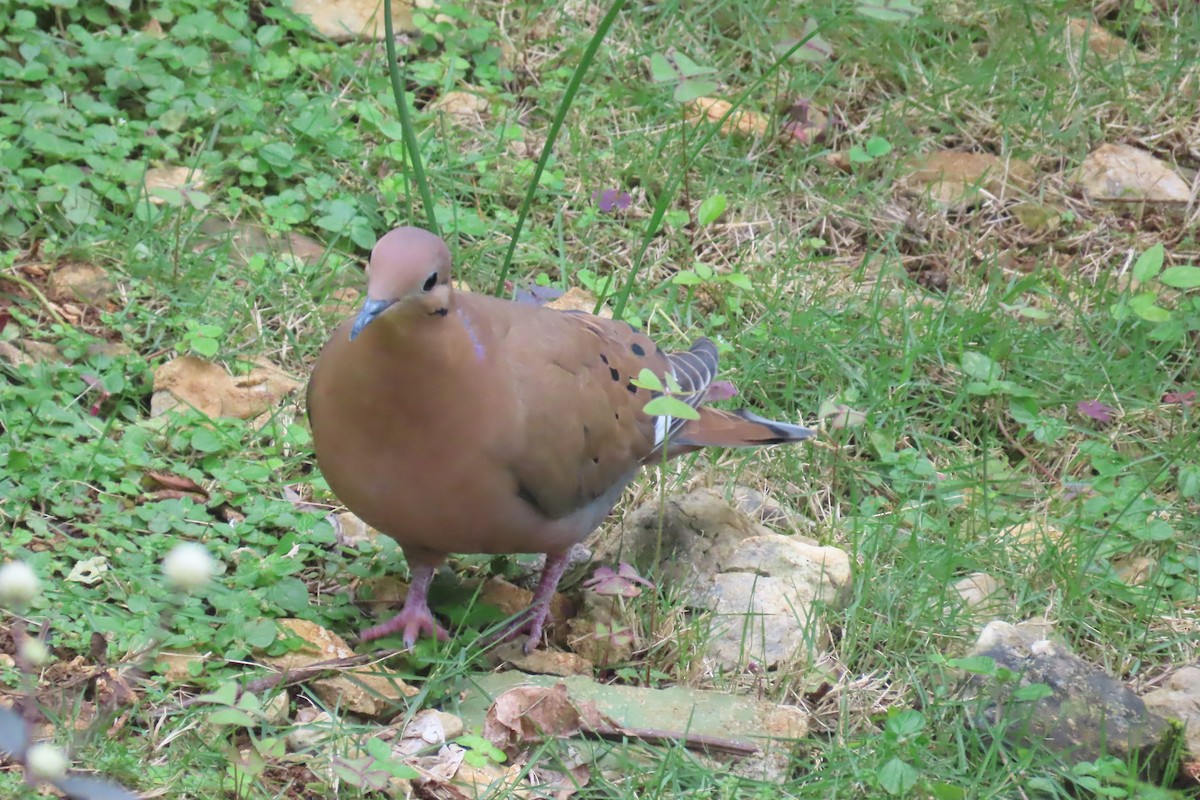 Zenaida Dove - ML612501531