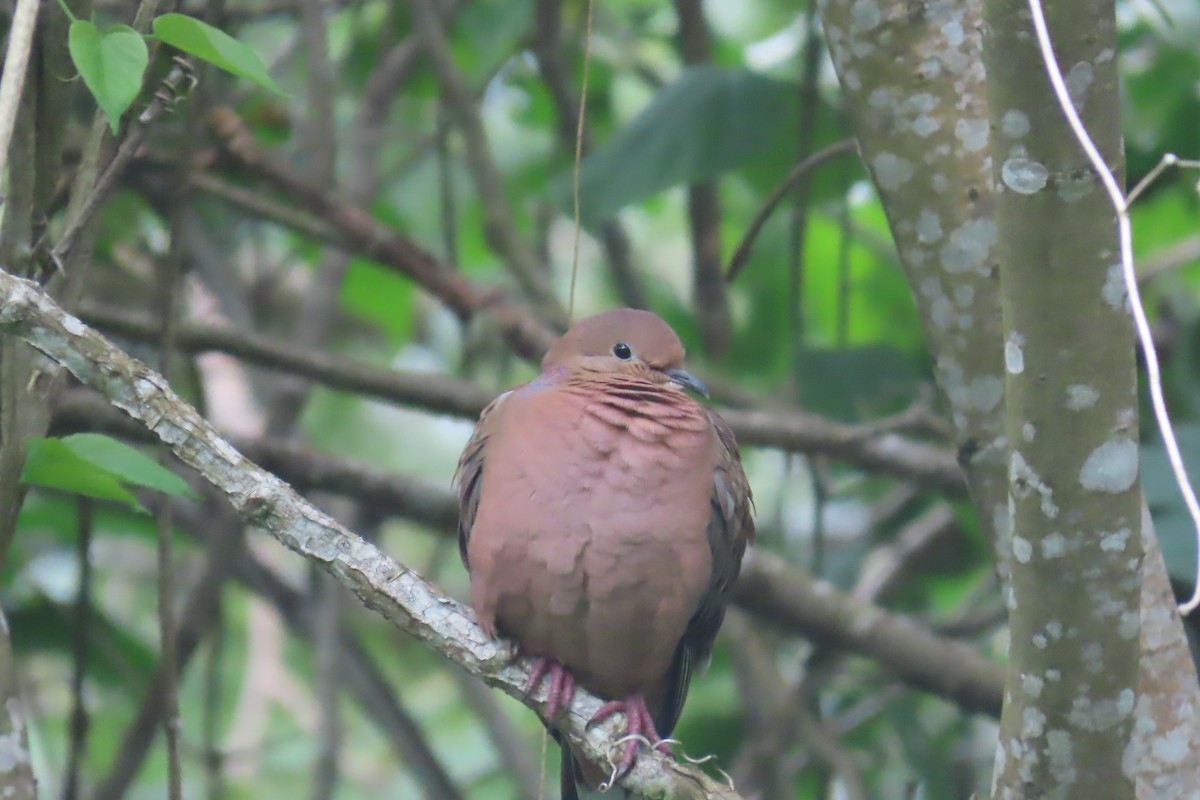 Zenaida Dove - ML612501540