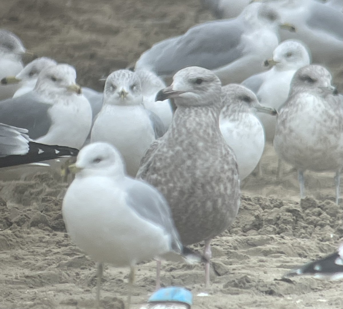 Gaviota Argéntea - ML612501543