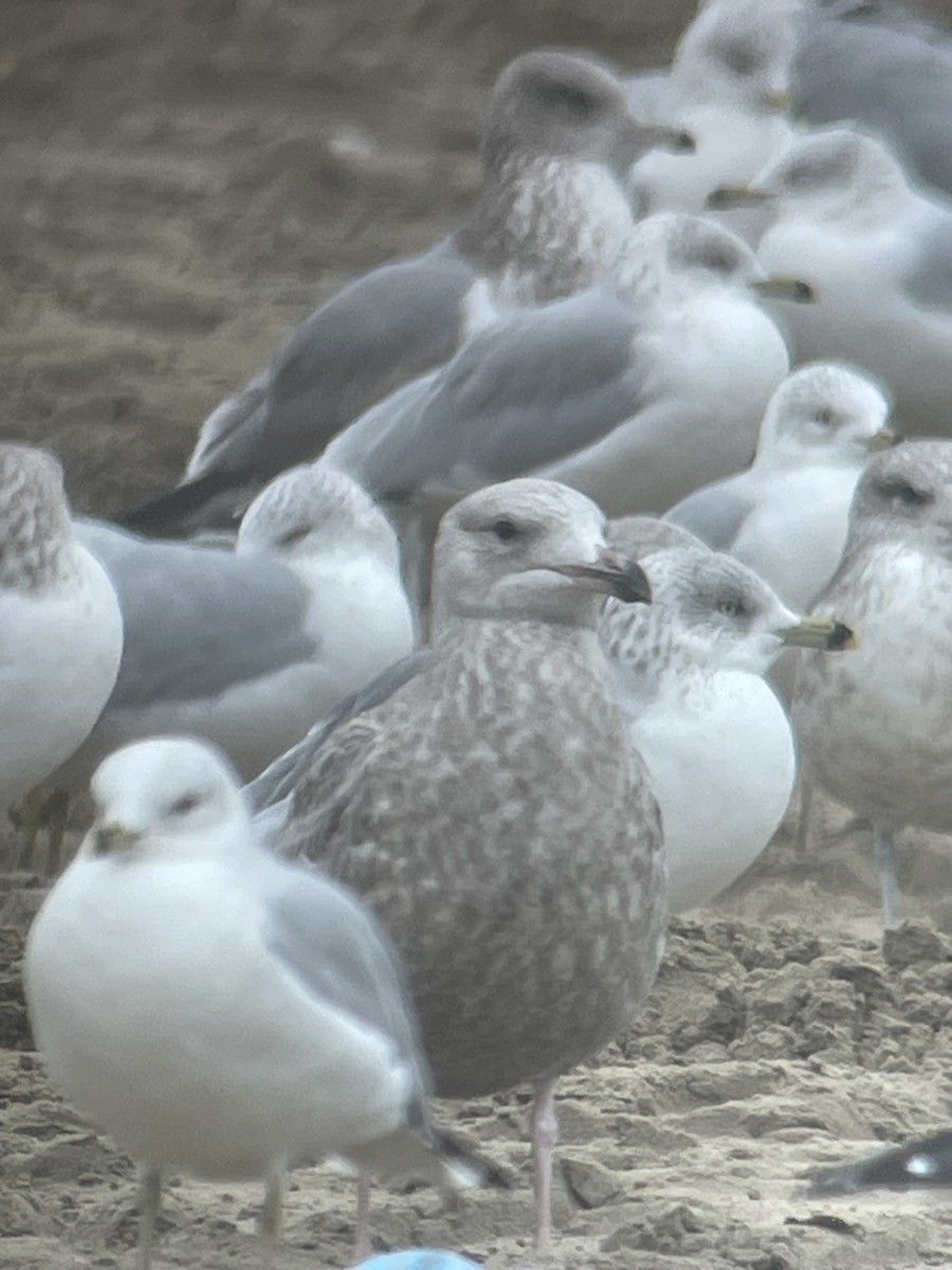 Herring Gull - ML612501544