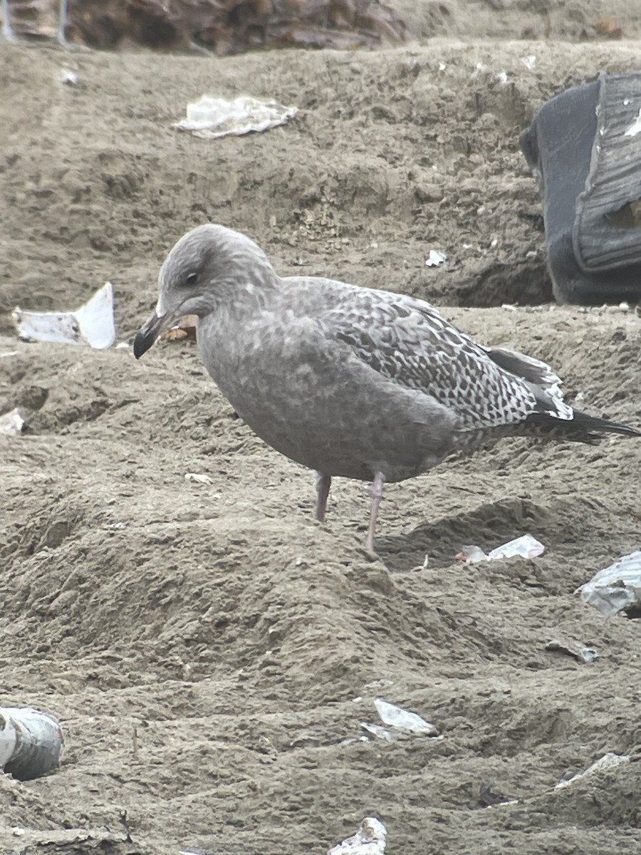 Herring Gull - Cheryl Huizinga