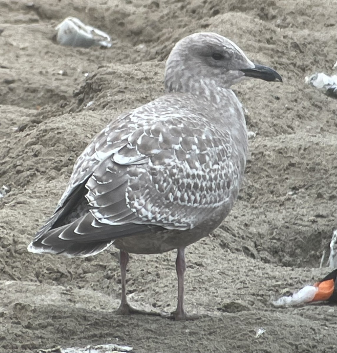 Iceland Gull (Thayer's) - ML612501552