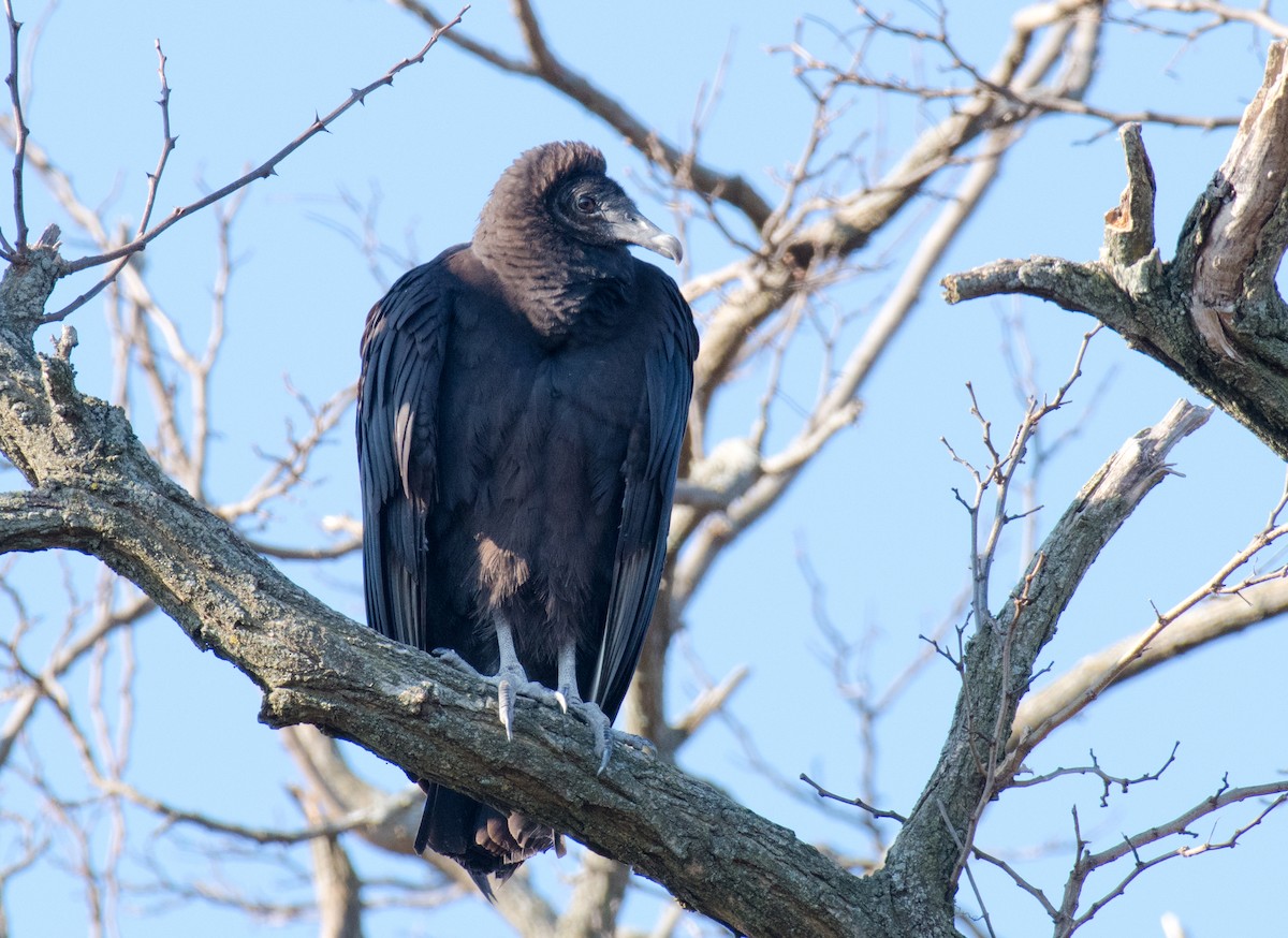 Black Vulture - ML612501570