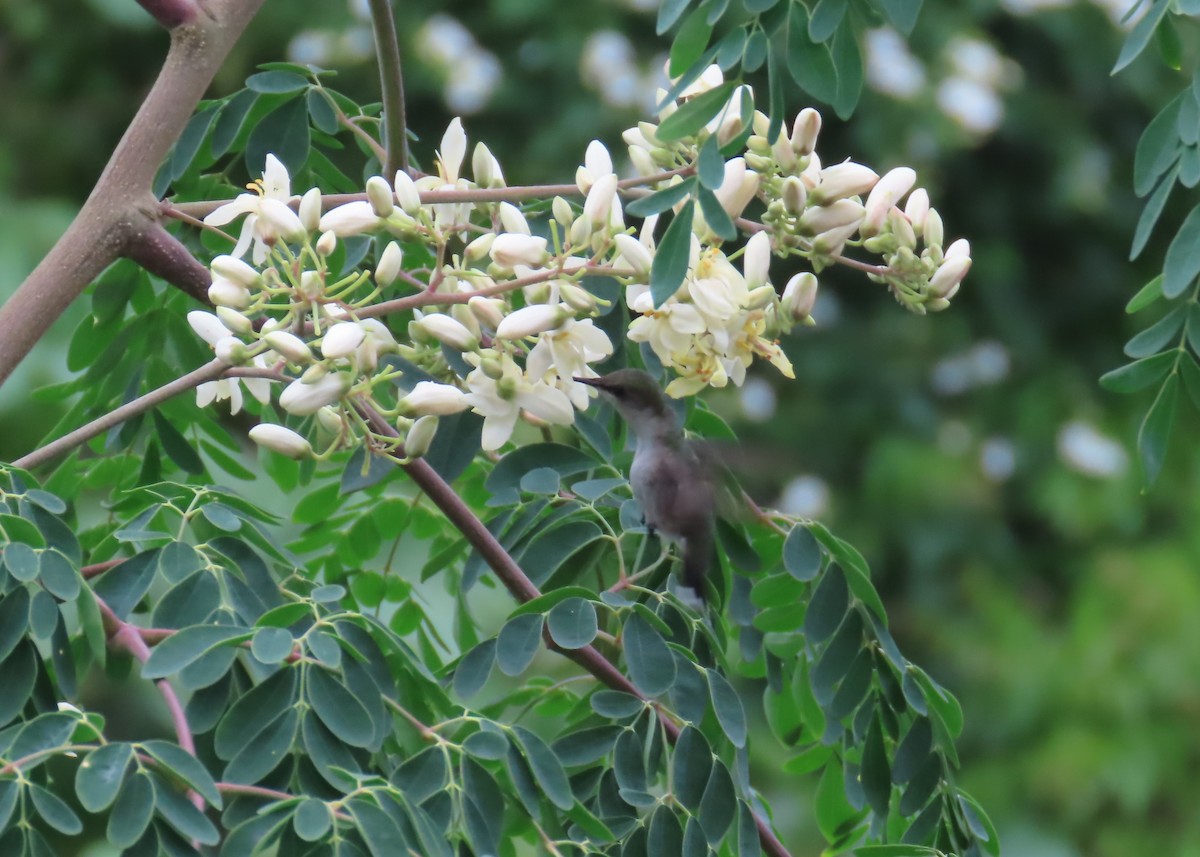 Vervain Hummingbird - ML612501587