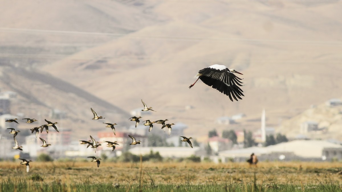 White Stork - Emrah Kayhan
