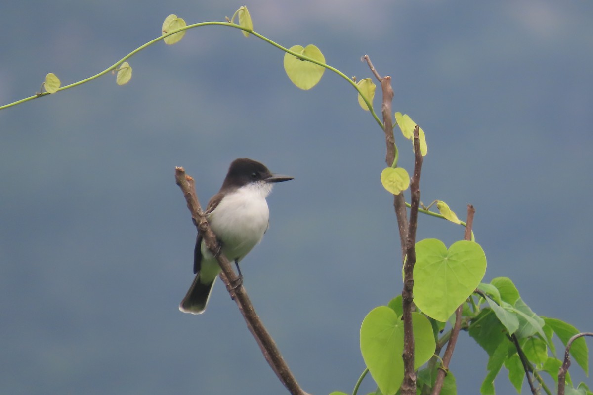 Loggerhead Kingbird - ML612501640