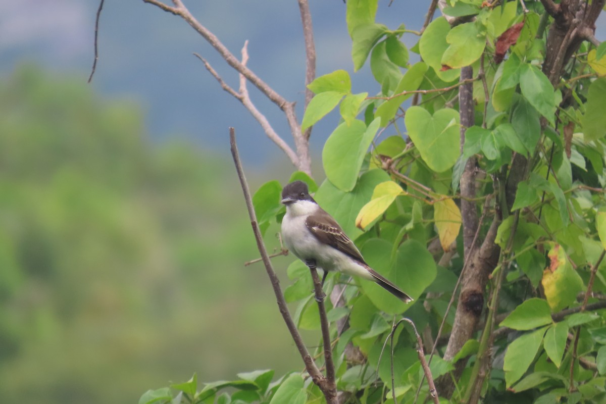 Loggerhead Kingbird - ML612501646