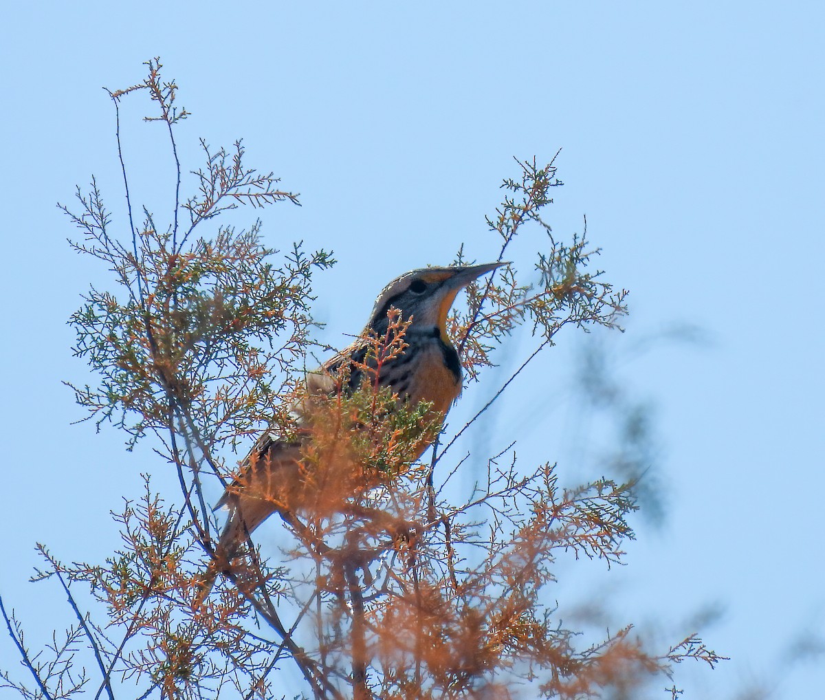 Western Meadowlark - ML612501662