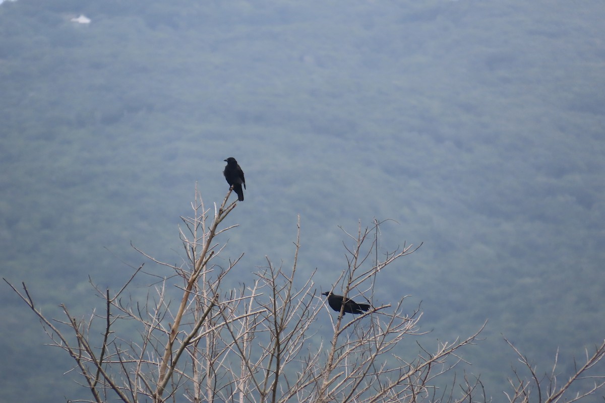 Jamaican Crow - ML612501688
