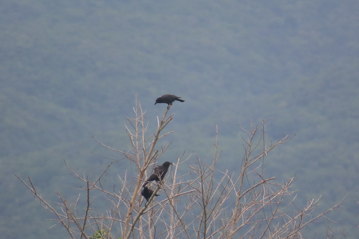 Jamaican Crow - ML612501697
