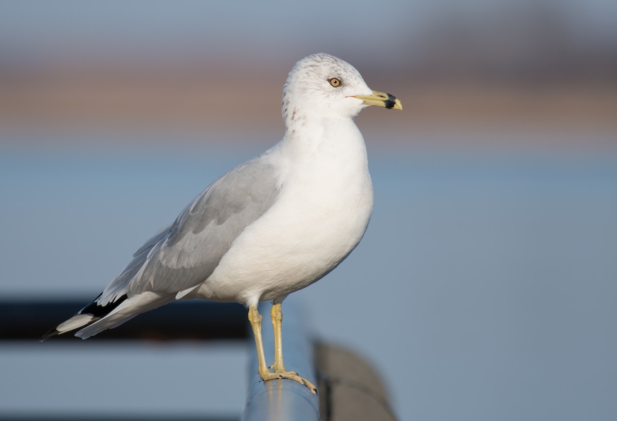 Ring-billed Gull - Greg Darone