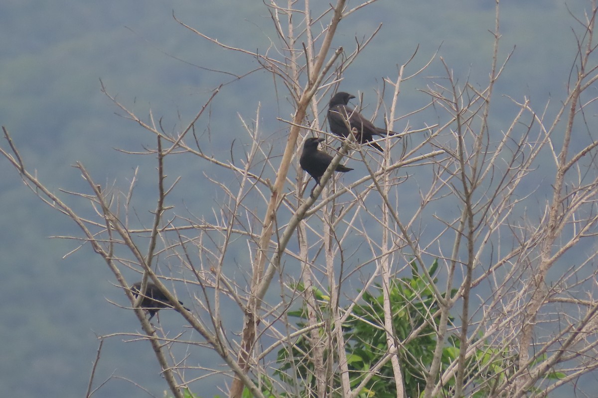 Jamaican Crow - ML612501703