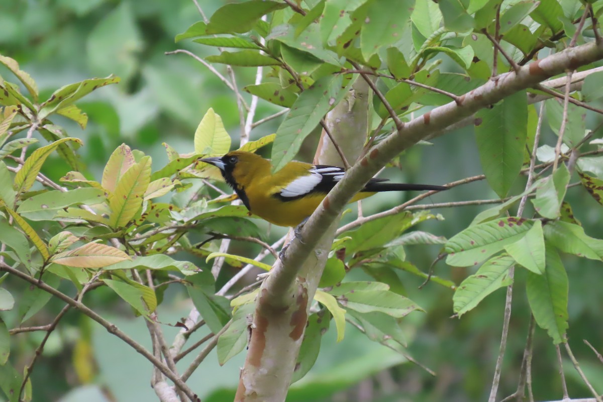 Jamaican Oriole - ML612501776